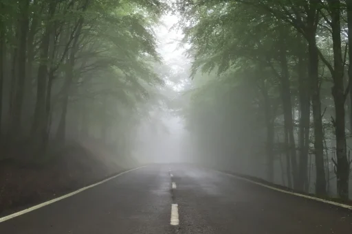 Foggy road through a forest, symbolizing the wrong path and uncertainty