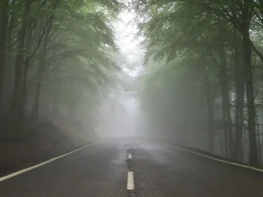 Foggy road through a forest, symbolizing the wrong path and uncertainty